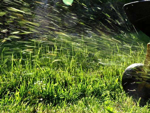 spreader dispersing grass seeds on lush green lawn for effective lawn care