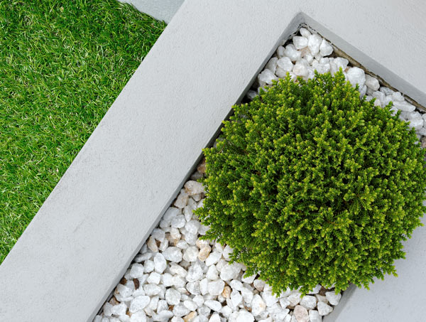 top view of a round shrub surrounded by white gravel and a patch of green grass