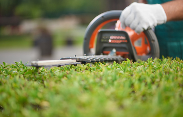 close-up of a person using a hedge trimmer on a bush in a garden landscaping 