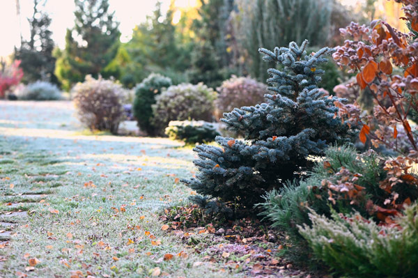 frosty garden path with evergreen trees and colorful shrubs in autumn season 