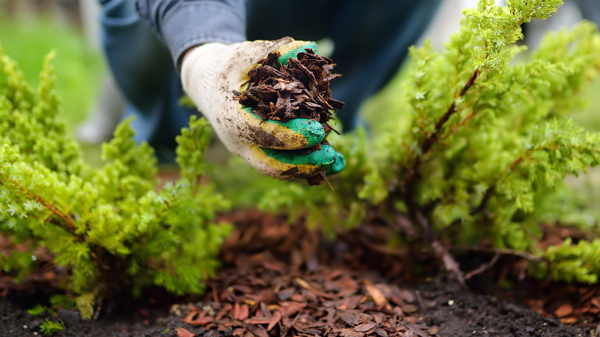 person holding a handful of mulch with green plants in background gardening soil maintenance and landscaping techniques